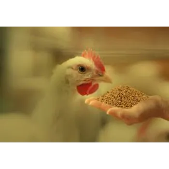  Poultry Feed For Agriculture