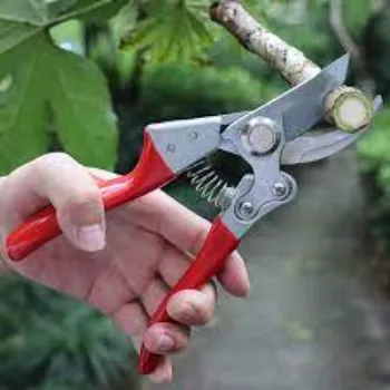 Pruning Shears