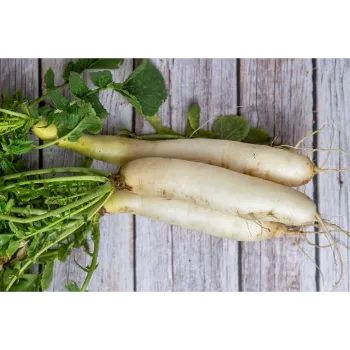 Organic Radish
