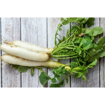 Common Radish