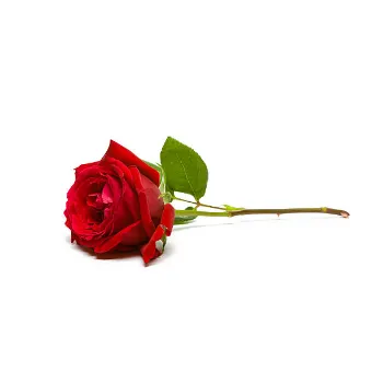 Red Rose