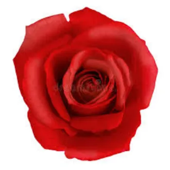 Fresh Red Rose Flower