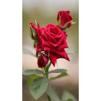 Fresh Red Rose Flowers