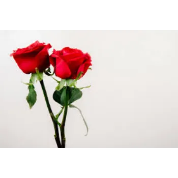 Natural Red Rose Flower