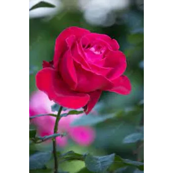 Fresh Red Rose Flower Manufacturer
