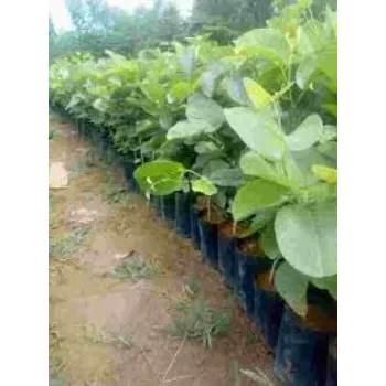 Natural Sandalwood Plant