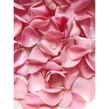 Fresh Pink Rose Petal