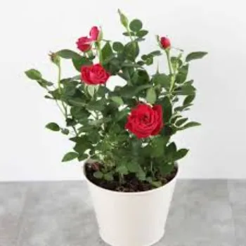 Rose Plant