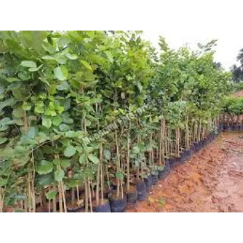Natural Sandalwood Plants