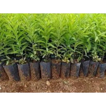 Sandalwood Plants
