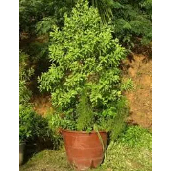 Organic Sandalwood Plant