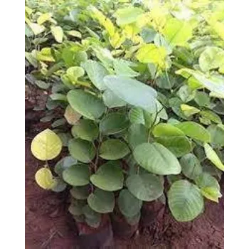 Fresh Sandalwood Plants