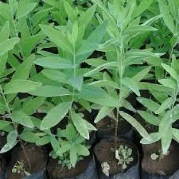 Natural Sandalwood Plant