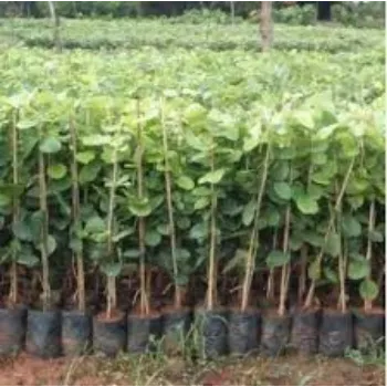 Organic Sandalwood Plants
