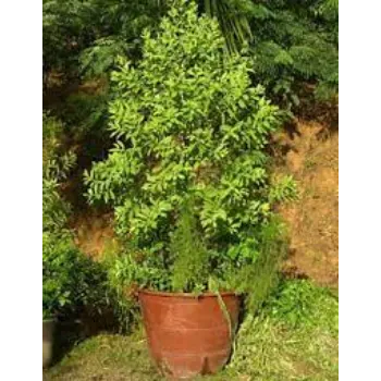Natural Sandalwood Plant