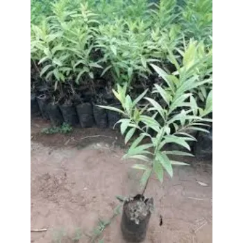 Fresh Sandalwood Plant