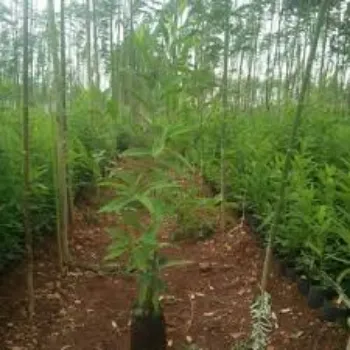 Natural Sandalwood Plants