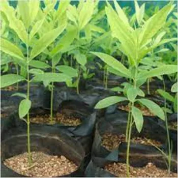 Natural Sandalwood Plants