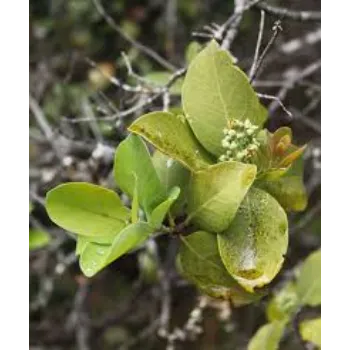 Natural Sandalwood Plants