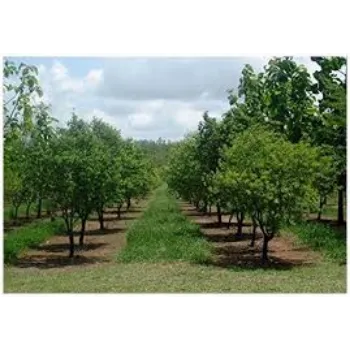 Natural Sandalwood Plants