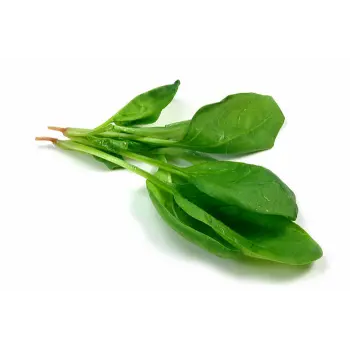 Common Spinach
