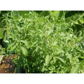 Natural Stevia Plant