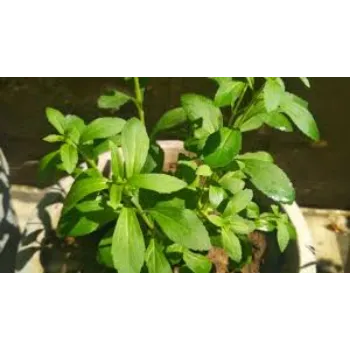 Organic Stevia Plants 