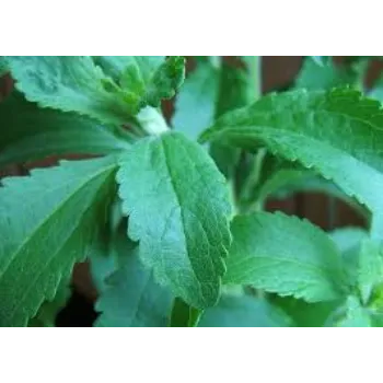 Organic Stevia Plants