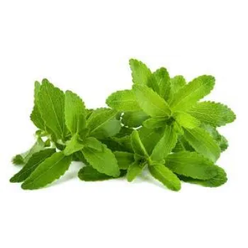 Natural Stevia Plants