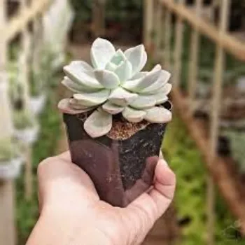 Succulent Plant