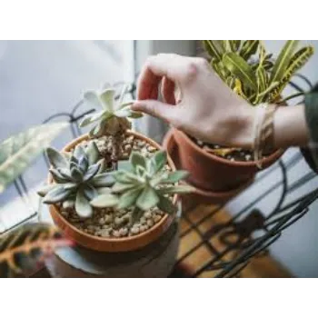 Natural Succulent Plant