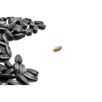 Common Sun Flower Seed