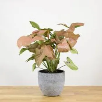 Natural Syngonium  Plant
