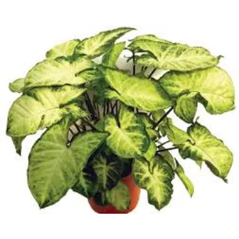 Organic Syngonium Plant