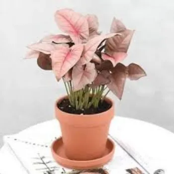 Natural Syngonium Plant