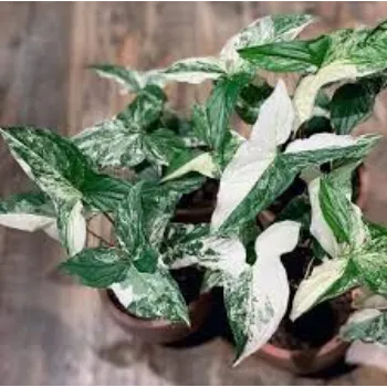 Natural Syngonium Plant