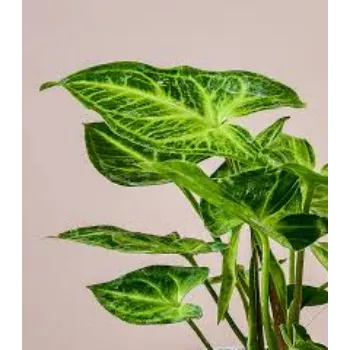 Natural Syngonium Plant
