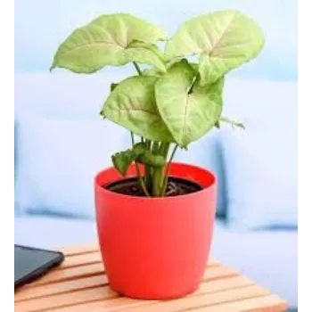 Organic Syngonium Plant