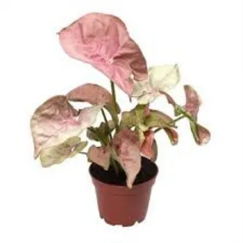 Organic Syngonium Plant