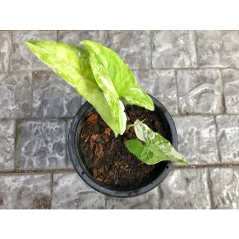  Natural Syngonium