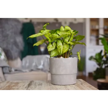 Syngonium Plant