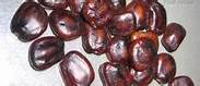 Common Tamarind Seeds