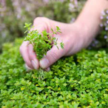   Thyme Seeds