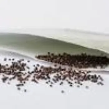  Biofertilizer For Thyme Seeds