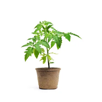 Tomato Plant