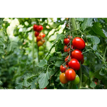 Tomato Plant