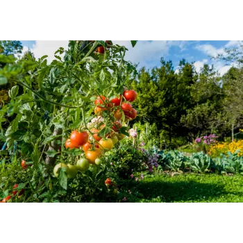 Tomato Plant