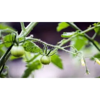 Organic Tomato Plant