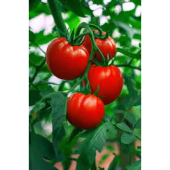 Organic Tomato Plant