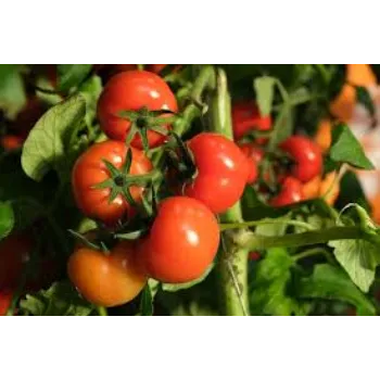 Natural Tomato Plant